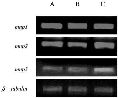 FIG. 2.