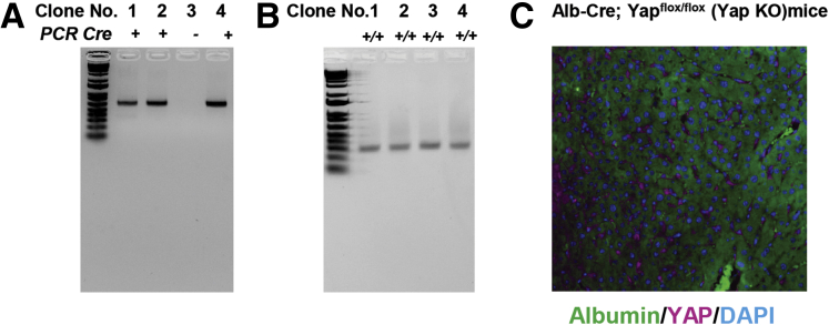 Figure 7