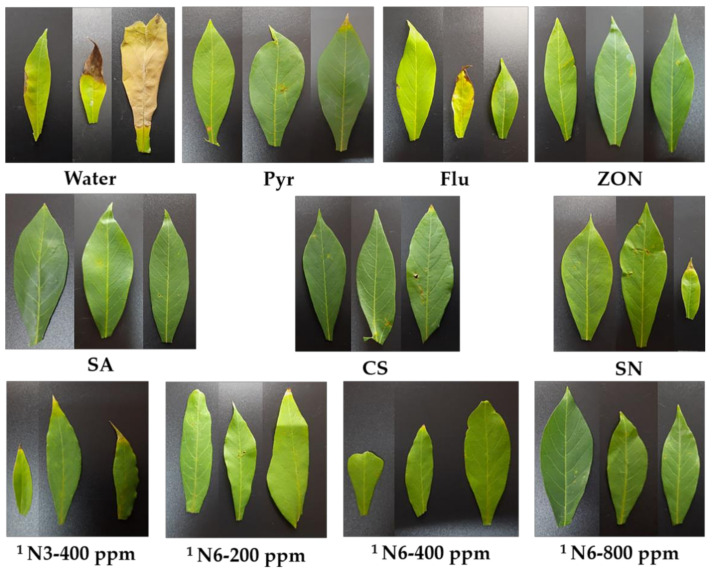 Figure 6