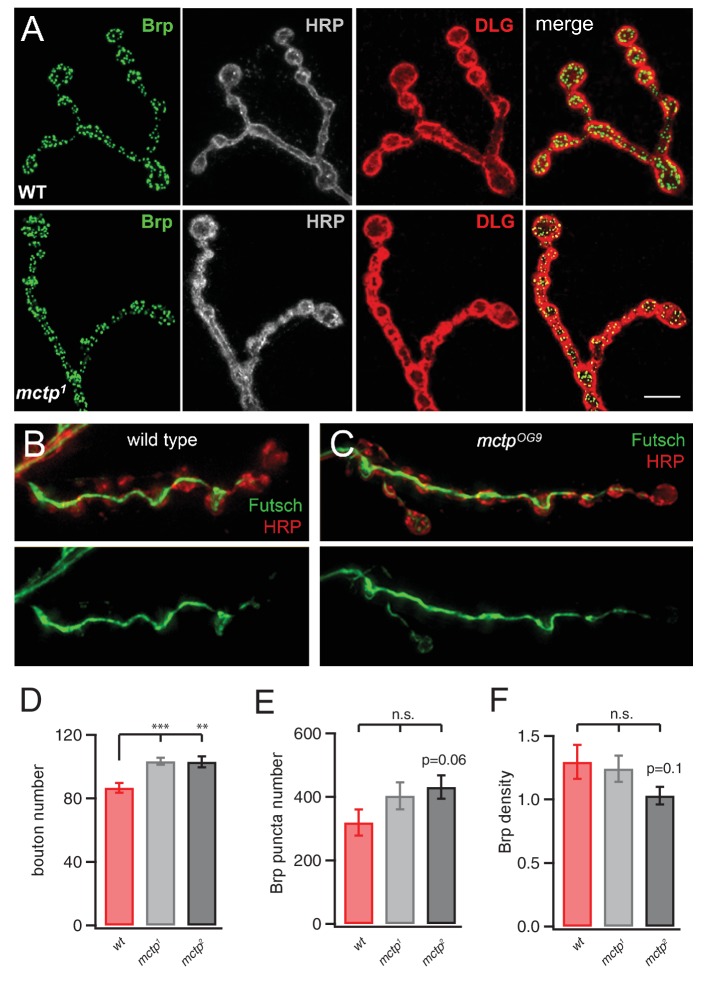 Figure 4—figure supplement 1.