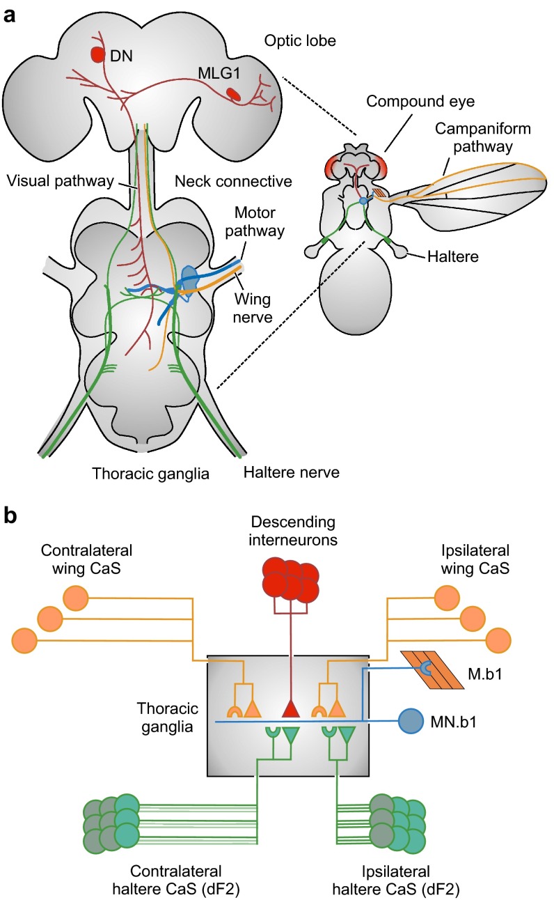 Fig. 1