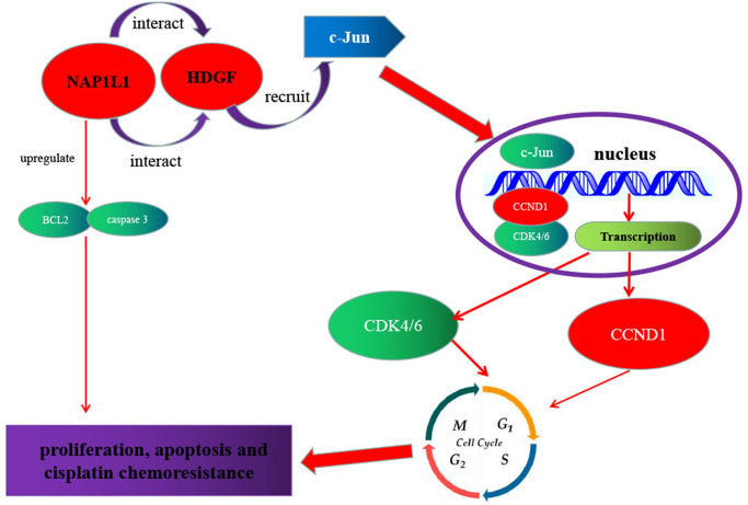 Figure 7