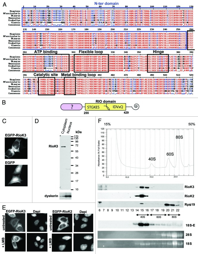 graphic file with name rna-9-163-g1.jpg