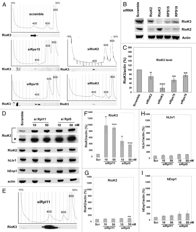 graphic file with name rna-9-163-g2.jpg