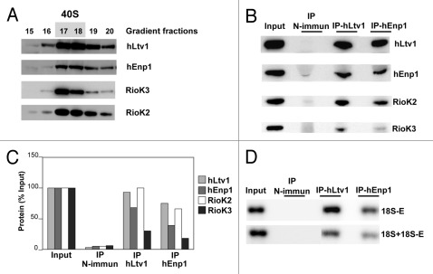 graphic file with name rna-9-163-g3.jpg