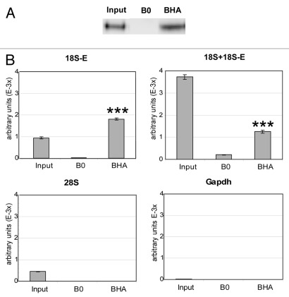 graphic file with name rna-9-163-g4.jpg