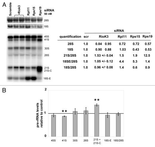 graphic file with name rna-9-163-g5.jpg