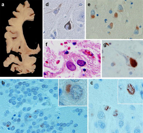 Fig. 6