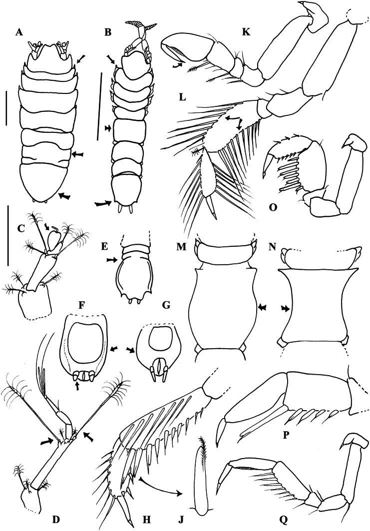 Fig. 5