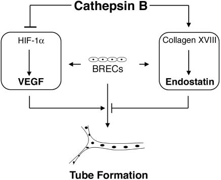 Figure 9.