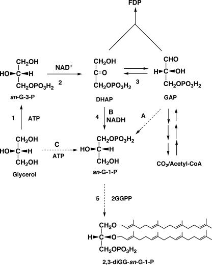 FIG. 5.