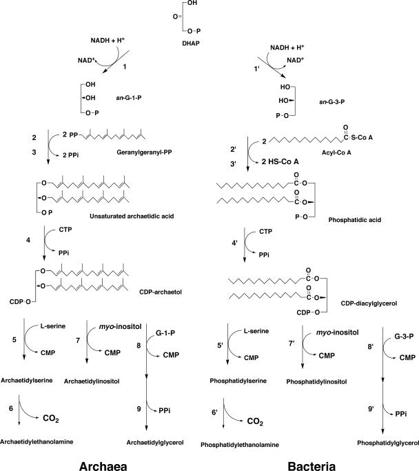 FIG. 8.