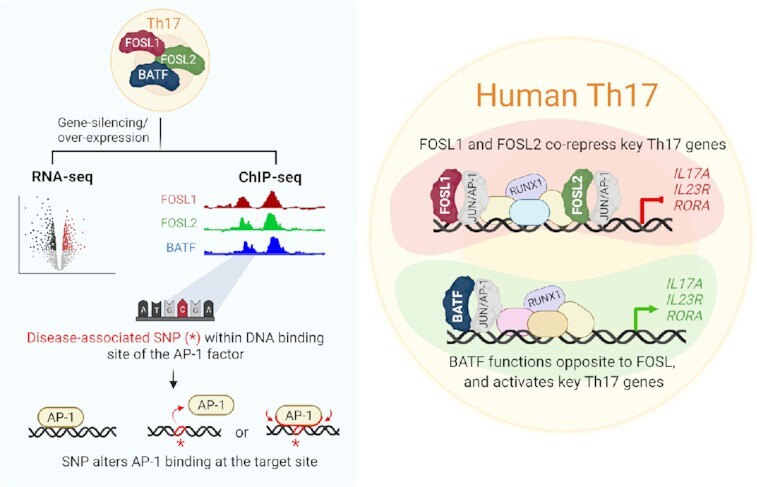 Graphical Abstract