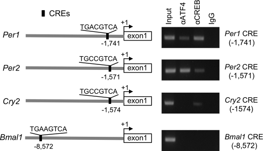 FIGURE 4.