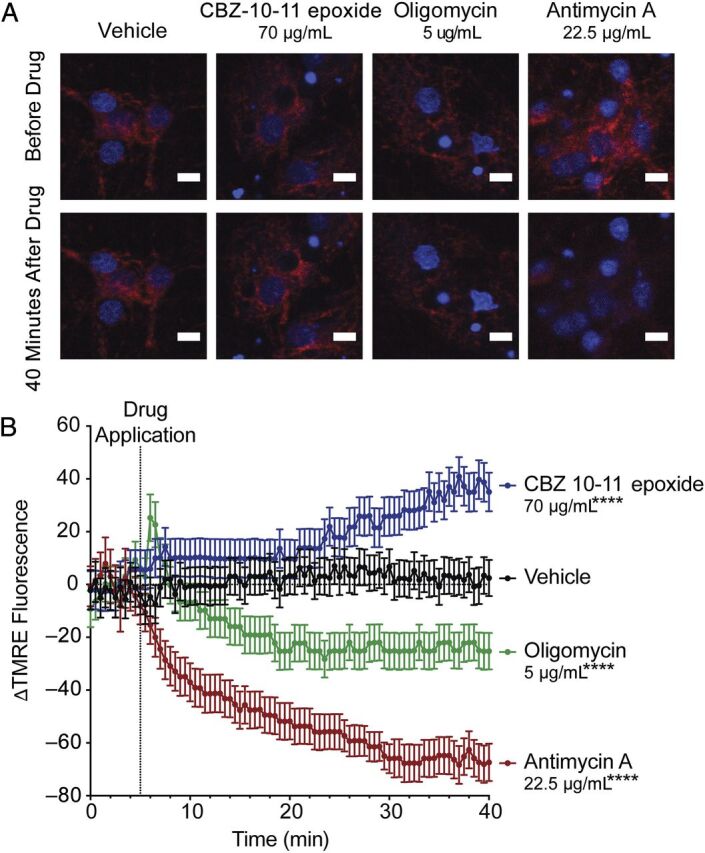 FIGURE 3. High concentrations of carbamazepine 10,11-epoxide (CBZ-10-11 epoxide) lead to acute mitochondrial hyperpolarization in cultured neurons in vitro. On day in vitro 18 to 21, cultured rat cortical neurons28 were loaded with the potentiometric cell–permeable fluorescent probe TMRE (tetramethylrhodamine, ethyl ester); its fluorescence on live cell confocal microscopy is known to correlate with mitochondrial membrane potential (ΔΨm).29 A, After 5 minutes to acquire a set of baseline images (top panels), drugs were applied at the indicated concentrations (lower panels). CBZ-10-11 epoxide was used because it is the main active metabolite of carbamazepine.30 B, TMRE fluorescence intensity was measured and is expressed as ΔF (percent change in fluorescence from baseline). This change in fluorescence intensity reflects the changes in ΔΨm.29 CBZ-10-11 epoxide significantly increased the TMRE signal, indicating hyperpolarized ΔΨm. Standard assay calibration was performed by using oligomycin (an adenosine triphosphate synthase inhibitor), which led to a transient hyperpolarization followed by depolarization, and antimycin A (a mitochondrial electron transport inhibitor), which strongly depolarized the membrane. ****P < .0001 (analysis of variance with Bonferroni's multiple comparison test; compared with vehicle). Data are presented as mean ± SD.