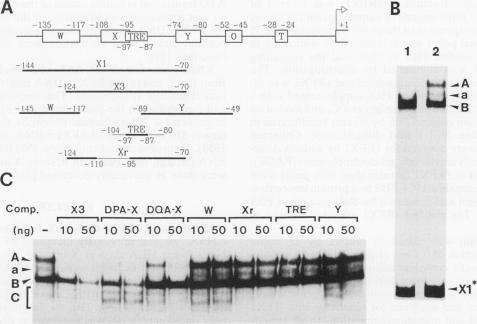 graphic file with name molcellb00132-0421-a.jpg