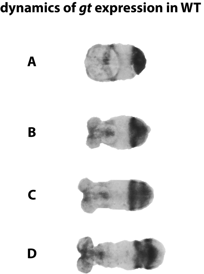 Fig. S4.