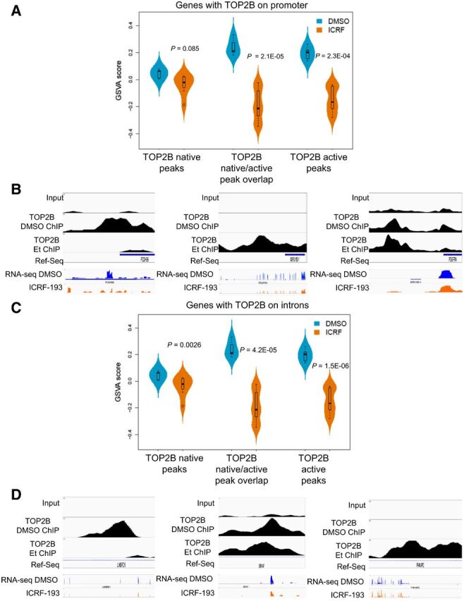 Figure 2. The activity of TOP2B on promoter and introns regulates gene expression in BT142 glioma cell line. A, GSVA plot of gene expression [RNA-seq DMSO (five experimental replicates) and ICRF-193 in seven experimental replicates] with TOP2 inhibition at promoters with TOP2B peaks detected by DMSO ChIP only, TOP2B peaks detected by DMSO and etoposide (Et) ChIP, and TOP2B peaks only detected etoposide ChIP only. B, Examples of ChIP-seq data and RNA-seq at promoter sites. C, GSVA analysis of effect of TOP2 inhibition on genes with TOP2B native binding and/or activity on introns (presented similar to A). D, Examples of ChIP-seq data and RNA-seq at intron sites. For B and D, the y-scale is maintained constant for all tracks within a specific locus.