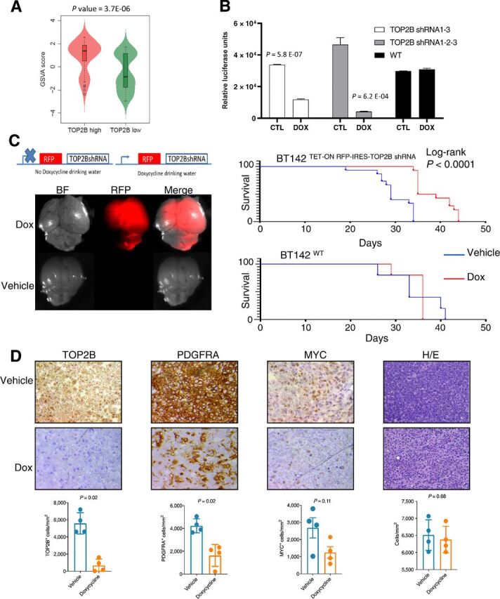 Figure 5. TOP2B expression is associated with tumor growth phenotype in gliomas. A, Violin plot of GSVA analysis of genes related to cell-cycle genes comparing their expression on GBM specimens with high versus low TOP2B. B, Cell viability for TS543 glioma cells transduced with TET-ON inducible TOP2B shRNA treated with or without doxycycline, two representative clones are shown. Experiments were performed in five clones. C, Fluorescent microscopy and overall survival analysis following intracranial injection of BT142 TET-ON inducible TOP2B shRNA clones and treatment doxycycline or sucrose in drinking water (15 mice per group), and a similar survival analysis performed with BT142 untransduced cells (BT142wt). D, IHC analysis for TOP2B, PDGFRA, MYC and, hematoxylin & eosin staining for cellular density using four mice bearing intracranial gliomas BT142 TET-ON with inducible TOP2B shRNA treated with or without doxycycline in the drinking water. Quantification for total TOP2B, PDGFRA, and MYC signal on entire tumors.