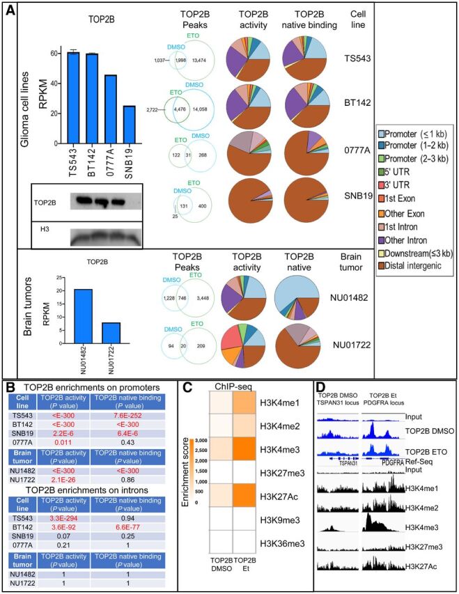 Figure 1. A, TOP2B expression determined by RNA-seq (TS543 DMSO 10 replicates, BT142 DMSO five experimental replicates, 0777A one experimental replicate, SNB19 1 experimental replicate) and Western blot on human glioma cell lines (two independent experiments on TS543, BT142, 0777A, SNB19) and human glioma specimens (NU01482, NU01722; left). Genome-wide distribution of TOP2B native binding and activity peaks determined by DMSO and etoposide (Et) ChIP-seq in different glioma cell lines were performed (top-center panel; TS543 two DMSO/etoposide experimental replicates, BT142 two DMSO/etoposide experimental replicates, 0777A 1 DMSO/etoposide experiment, SNB19 2 DMSO/etoposide experiments) and human glioma tumors (bottom-center panel; NU01482 1 DMSO/etoposide experimental replicate, NU01722 1 DMSO/etoposide experimental replicate). B, Table containing enrichment P values of TOP2B peaks for promoter and intron regions relative to random regions in the genome (Fisher exact test). C, Heatmap illustrating colocalization of histone marks with TOP2B native binding and activity peaks determined by histone marks (Fisher exact test). D, Examples of histone marks at genomic regions with TOP2B native binding (TOP2B DMSO ChIP) and TOP2B enzymatic activity (TOP2B etoposide ChIP). Same y-axis scale was used for input and for the corresponding ChIP track.