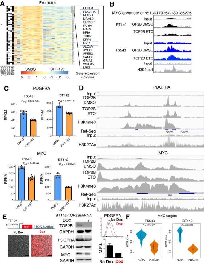 Figure 3. TOP2B modulates transcription of PDGFRA and MYC in gliomas. A, Heatmap showing gene expression changes following ICRF-193 treatment for genes with TOP2B activity [etoposide (Et) ChIP] on promoters in TS543 (genes are sorted by most significant to less significant downregulation by ICRF-193 in descending order and each column represent one experimental replicate, 10 in total). B, Tracks of DMSO and Et ChIP by duplicate for TOP2B and H3K4me1 in TS543 and BT142 at MYC enhancer region reported by Herranz and colleagues. C, Expression of PDGFRA and MYC in TS543 (DMSO 10 experimental replicates, ICRF-193 10 experimental replicates) and BT-142 (DMSO five experimental replicates, seven ICRF-193 experimental replicates) cell line following TOP2 inhibition with ICRF-193 determined by RNA-seq. D, TS543 tracks of DMSO and etoposide ChIP for TOP2B as well as histone marks H3K4me3 and H3K27Ac at PDGFRA (top) and MYC locus (bottom). For these, track y-axis was equally scaled for input (top), TOP2B and H3K4me3. A separate and equal scale was used H3K27Ac and corresponding input as reference (bottom). E, Protein levels of PDGFRA and MYC following shRNA-based TOP2B silencing in a TET-ON system on BT142, determined by WB and FACS (for PDGFRA) and WB (for MYC). For E, three experiments with three replicates were performed. F, GSVA for MYC targets (RNA-seq) following 6 hours of TOP2 inhibition in TS543 (DMSO and ICRF-193 10 experimental replicates) and BT142 (five DMSO and ICRF-193 seven experimental replicates) cell lines.