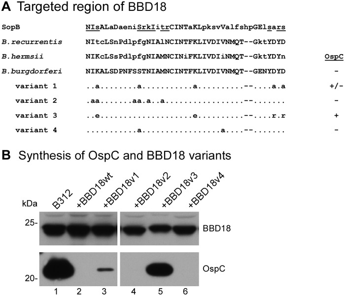 FIG 3 