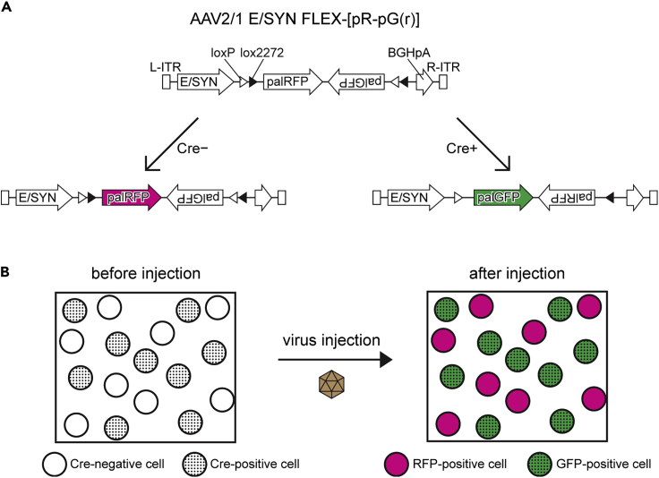 Figure 1