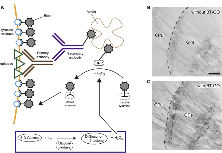 Figure 6