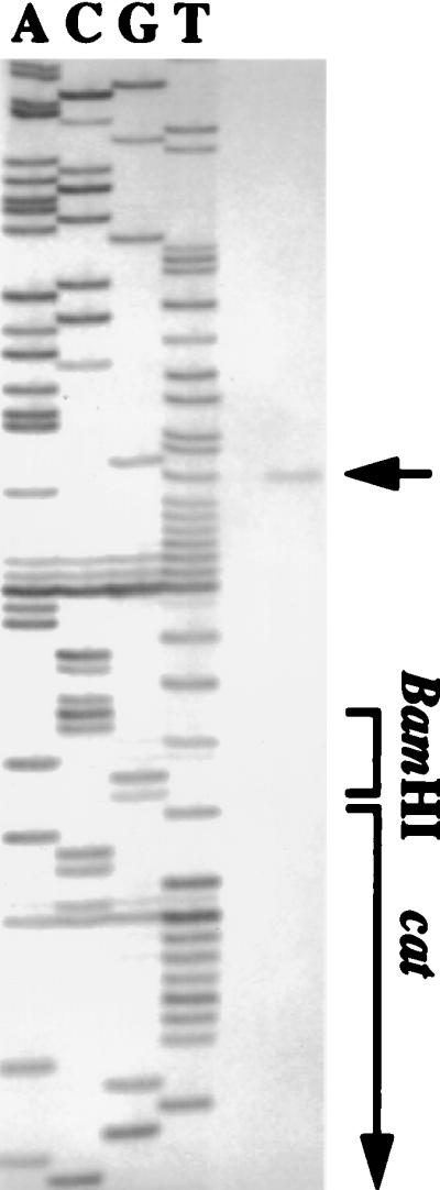 FIG. 5