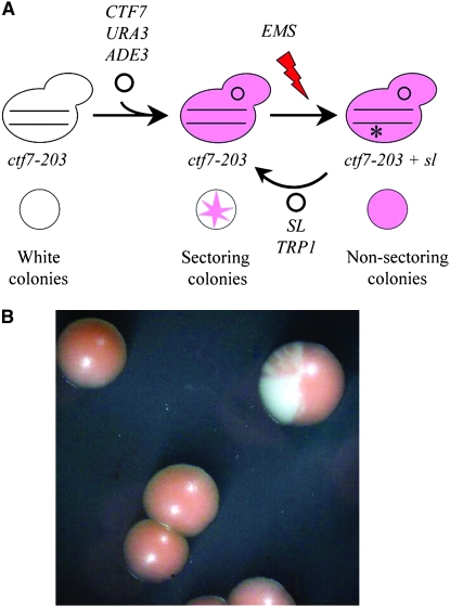 Figure 1.—