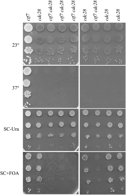 Figure 3.—