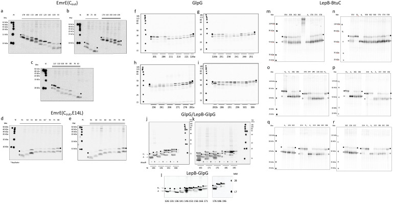 Figure 1—figure supplement 1.