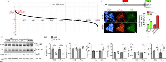 Talin1 depletion dramatically alters APP processing in cells