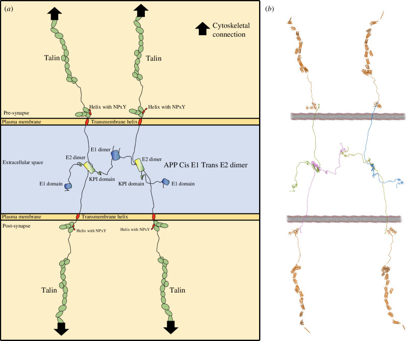 APP as a mechanocoupler coupling the two cells force-generation machineries hrough the talin mechanically operated signalling scaffolds.