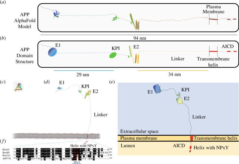 Amyloid Precursor Protein (APP) to scale