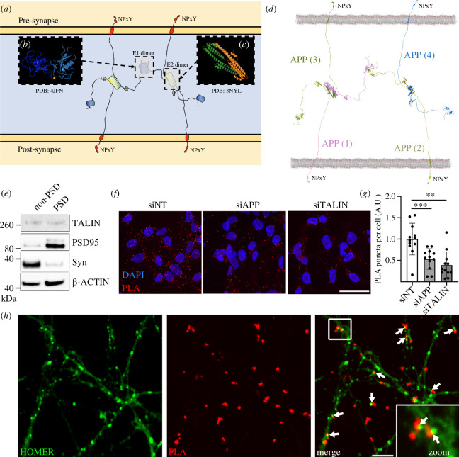 APP dimerization leads to the formation of an extracellular synaptic meshwork