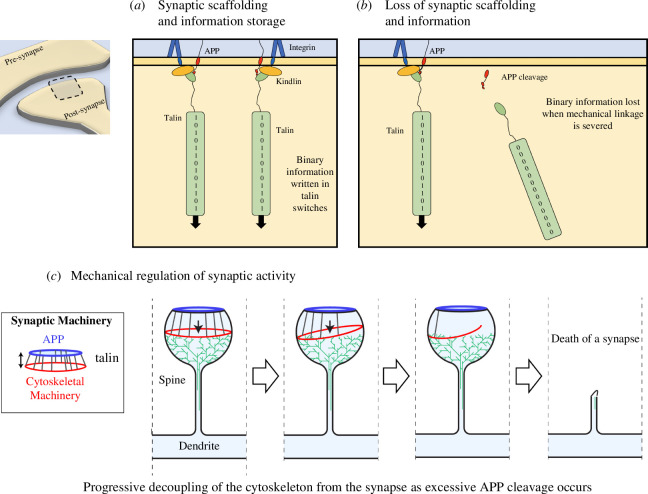 A concept model of mechano-homeostasis and dyshomeostasis leading to whole-scale synaptic changes