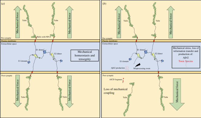 Concept model for the role of the APP-talin mediated mechanocoupling at the synapse in maintaining mechano-homeostasis, and how dyshomeostasis would lead to wholesale synaptic changes