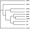 <b>FIG. 1.</b>