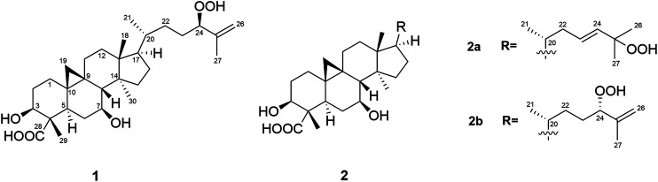 FIGURE 1