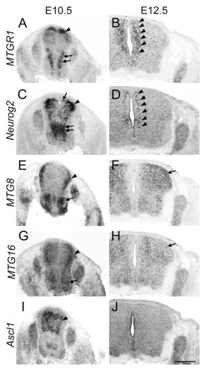 Fig. 8