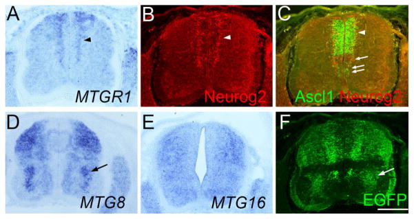 Fig. 9