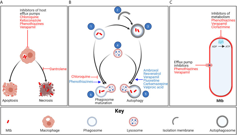 Figure 1