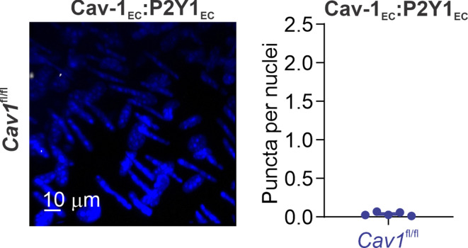 Figure 4—figure supplement 2.