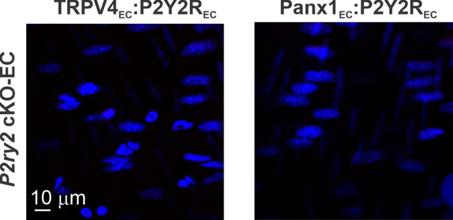 Figure 4—figure supplement 1.