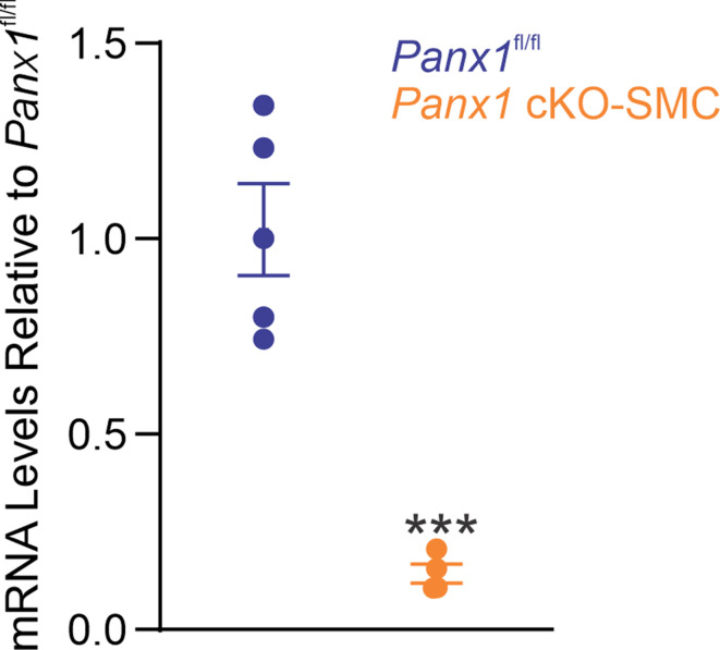 Figure 1—figure supplement 1.