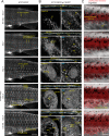 Figure 1—figure supplement 1.