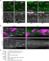 Figure 6—figure supplement 1.