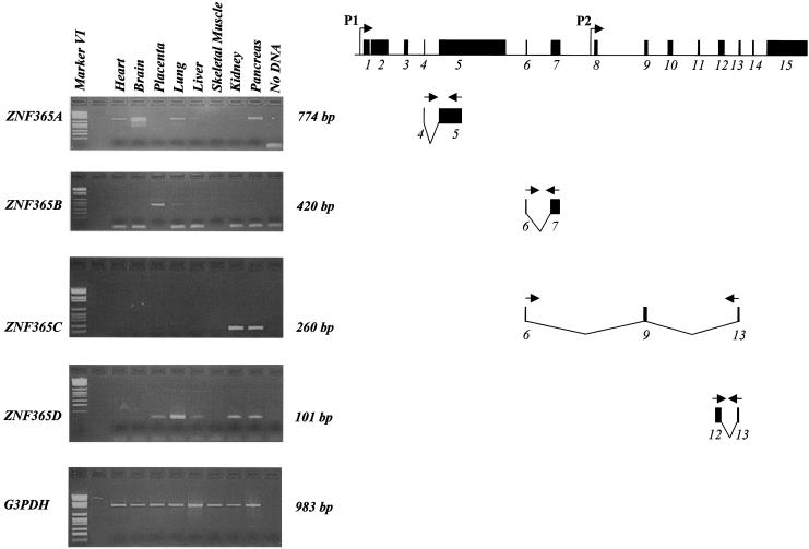 Figure  5