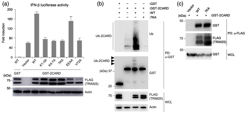 Fig. 7.